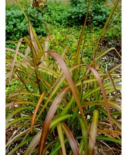 Miscanthus sinensis 'Navajo'