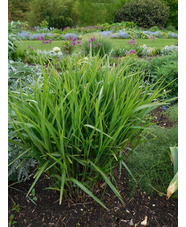 Miscanthus sinensis 'Poseidon'