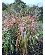 Miscanthus sinensis 'Poseidon'