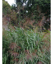 Miscanthus sinensis 'Poseidon'