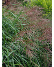 Miscanthus sinensis 'Poseidon'