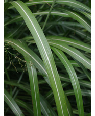 Miscanthus sinensis 'Poseidon'