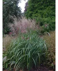 Miscanthus sinensis 'Poseidon'