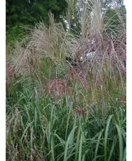 Miscanthus sinensis 'Poseidon'