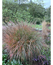 Miscanthus sinensis 'Purple Fall'