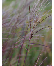 Miscanthus sinensis 'Purple Fall'