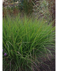 Miscanthus sinensis 'Purple Fall'