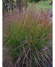 Miscanthus sinensis 'Purple Fall'