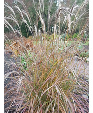 Miscanthus sinensis 'Purple Fall'