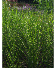 Miscanthus sinensis 'Strictus'