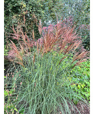 Miscanthus sinensis [Sunlit Satin] ('Robtin')