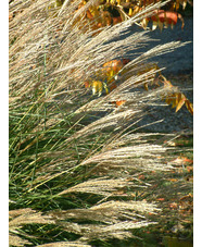 Miscanthus sinensis 'Yakushima Dwarf'