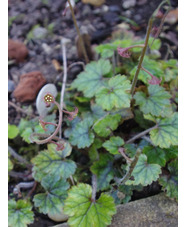 Mitella yoshinagae B&SWJ 4893