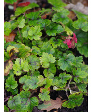 Mitella yoshinagae B&SWJ 4893