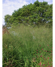 Molinia caerulea subsp. arundinacea 'Bergfreund' 