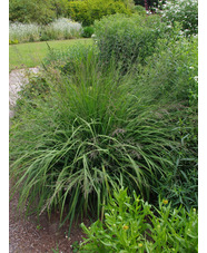 Molinia caerulea subsp. arundinacea 'Fontäne'