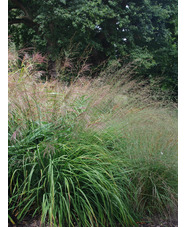 Molinia caerulea subsp. arundinacea 'Fontäne'