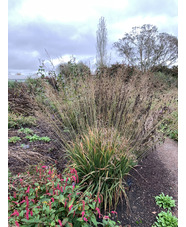 Molinia caerulea subsp. arundinacea 'Fontäne'