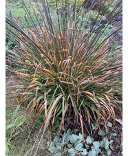 Molinia caerulea subsp. arundinacea 'Les Ponts de Cé'