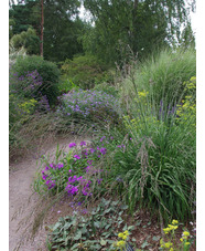 Molinia caerulea subsp. arundinacea 'Les Ponts de Cé'