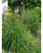 Molinia caerulea subsp. arundinacea 'Les Ponts de Cé'