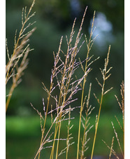 Molinia caerulea subsp. arundinacea 'Liebreiz'