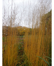 Molinia caerulea subsp. arundinacea 'Liebreiz'