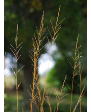 Molinia caerulea subsp. arundinacea 'Skyracer'