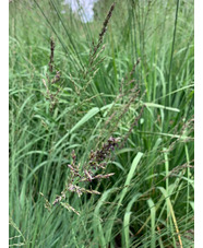 Molinia caerulea subsp. caerulea 'Dark Defender'