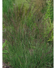 Molinia caerulea subsp. caerulea 'Dark Defender'