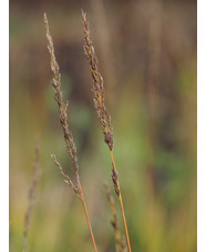 Molinia caerulea subsp. caerulea 'Dark Defender'