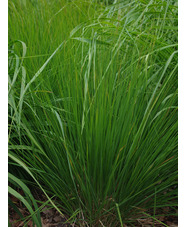 Molinia caerulea subsp. caerulea 'Heidebraut'