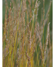 Molinia caerulea subsp. caerulea 'Heidezwerg'