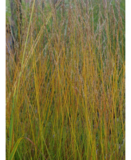 Molinia caerulea subsp. caerulea 'Heidezwerg'