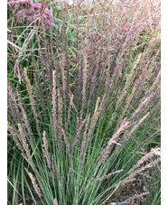 Molinia caerulea subsp. caerulea 'Moorhexe'