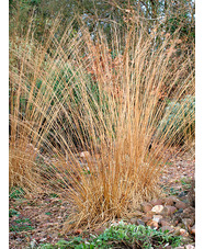 Molinia caerulea subsp. caerulea 'Moorhexe'