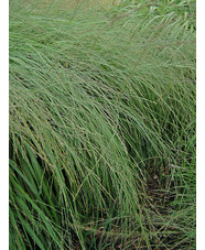 Molinia caerulea subsp. arundinacea 'Tears of Joy' 