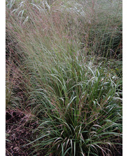 Molinia caerulea subsp. arundinacea 'Js Yellow Pipe'