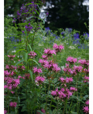 Monarda 'Croftway Pink'