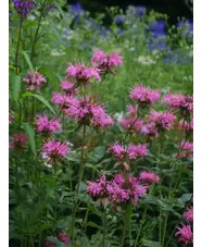 Monarda 'Croftway Pink'