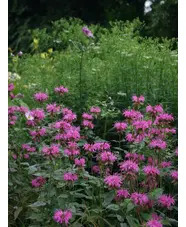 Monarda 'Croftway Pink'