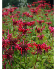 Monarda didyma x fistulosa 'Oneida'