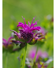 Monarda 'Prärienacht'