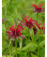 Monarda didyma x fistulosa 'Oneida'