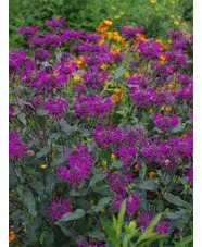 Monarda 'Westacre Purple'