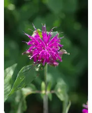 Monarda 'Westacre Purple'
