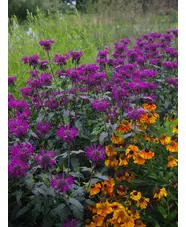 Monarda 'Westacre Purple'