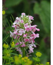 Morina longifolia