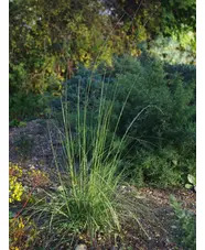 Muhlenbergia rigens