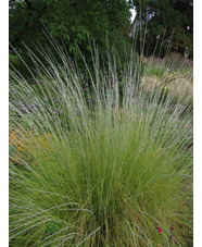 Muhlenbergia rigens